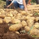 patate-aspromonte